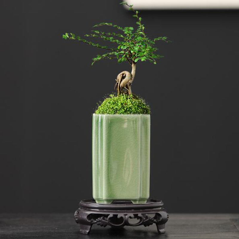 Bonsai Garden Art - Porcelana quadrada celadon vitrificada orquídea vaso