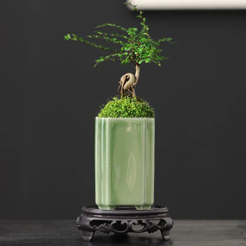 Bonsai Garden Art - Vaso de Orquídea em Porcelana Quadrado