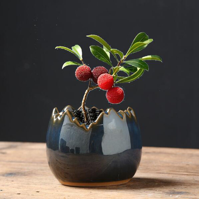 Bonsai Garden Art - Vaso Criativo de Flor em Forma