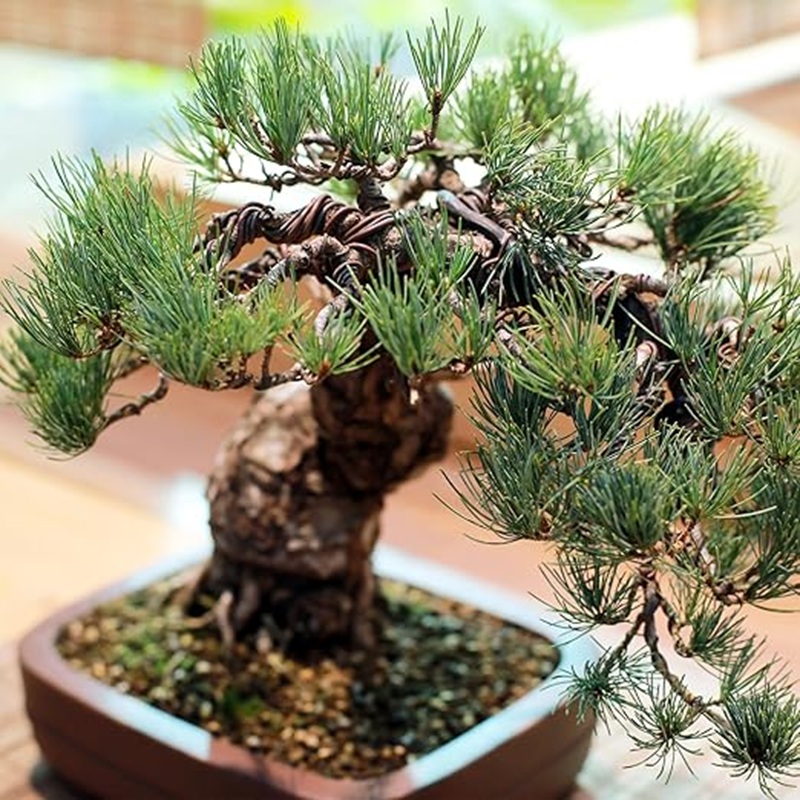 Fio de Alumínio para Modelagem - Bonsai Garden Design avaliação e preço