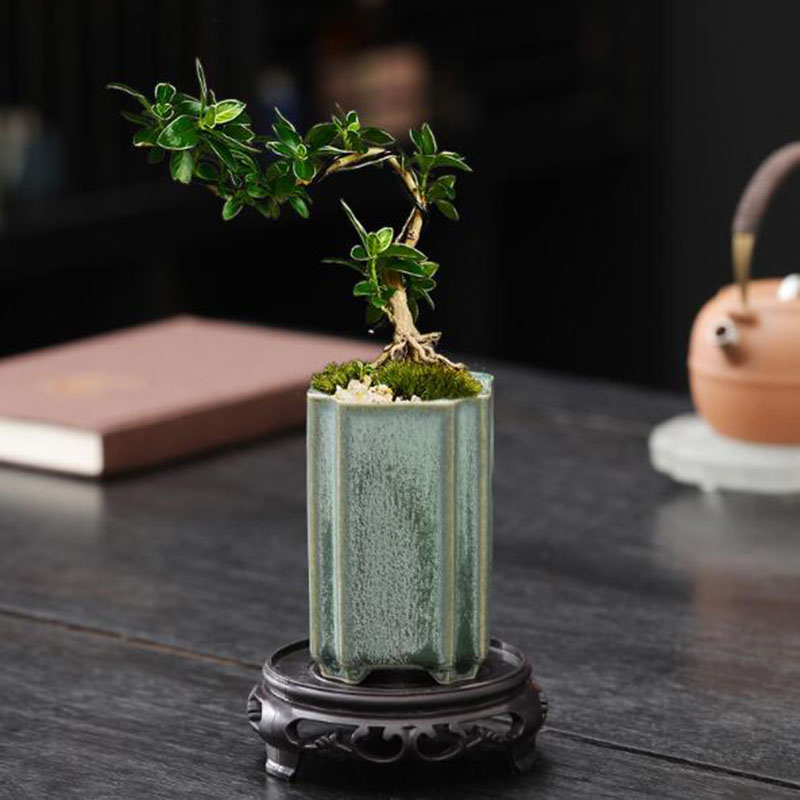 Porcelana quadrada celadon vit - Bonsai Garden Art avaliação e preço