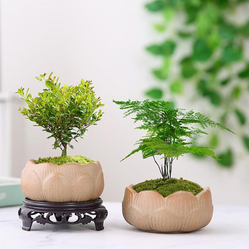 Cerâmica grossa Lotus Green Pl - Bonsai Garden Art avaliação e preço