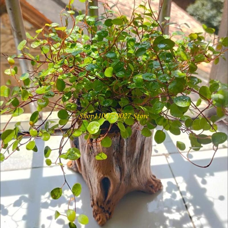 C4df decorativo concreto sucul - Bonsai Garden Design avaliação e preço